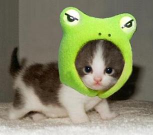 chaton