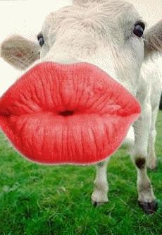 vache
